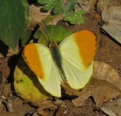 Colotis auxo