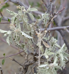 Buddleja glomerata