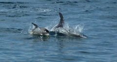 Lagenorhynchus albirostris