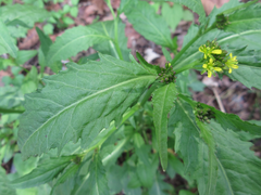 Rorippa indica