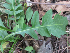 Rorippa indica