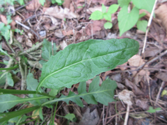 Rorippa indica