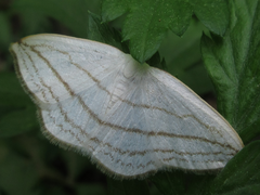 Ditrigona conflexaria