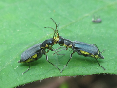 Cordylepherus pseudofaustus