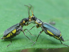 Cordylepherus pseudofaustus