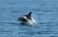 Lagenorhynchus albirostris