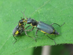 Cordylepherus pseudofaustus