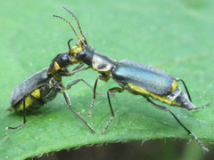 Cordylepherus pseudofaustus