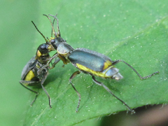 Cordylepherus pseudofaustus
