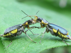Cordylepherus pseudofaustus