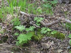 Petasites tatewakianus
