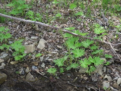 Petasites tatewakianus