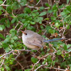 Purple-Backed Fairywren photo 5