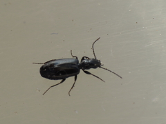 Microlestes