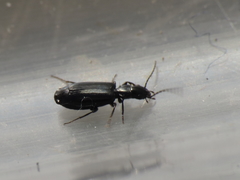 Microlestes