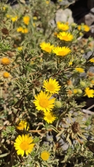 Asteriscus graveolens