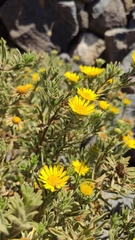 Asteriscus graveolens