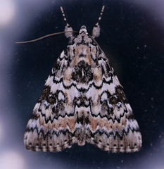 Catocala connubialis