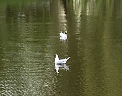 Chroicocephalus ridibundus