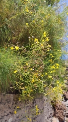 Sonchus leptocephalus