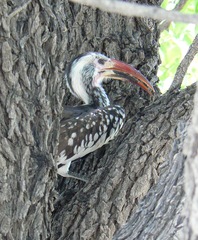 Tockus damarensis
