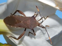 Anoplocnemis curvipes