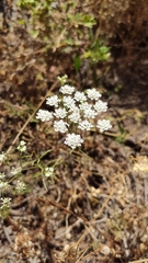Ammi majus