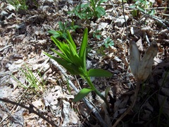 Lilium philadelphicum