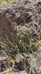 Nanorrhinum scoparium
