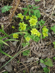 Chrysosplenium pilosum