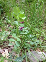 Vicia narbonensis