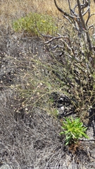 Volutaria canariensis