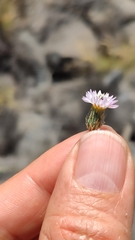 Volutaria canariensis