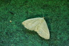 Scopula virgulata