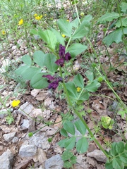 Vicia narbonensis
