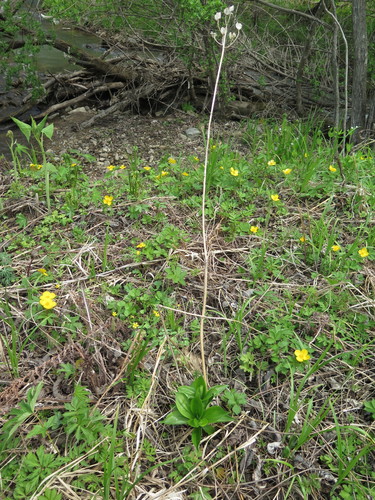 Manchurian turk’s-cap lily