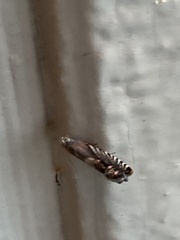 Grapholita eclipsana