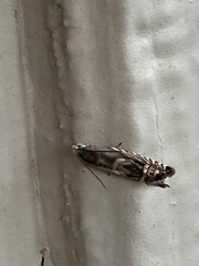 Grapholita eclipsana