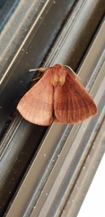 Anthela rubeola