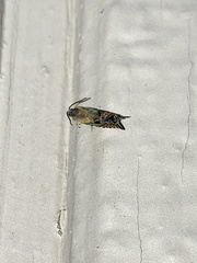 Grapholita eclipsana