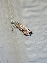 Grapholita eclipsana