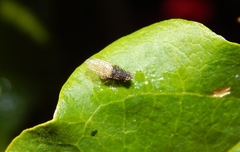 Spathecerus multipunctatus