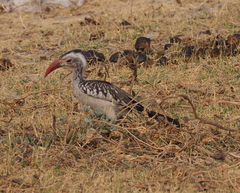 Tockus damarensis