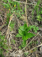 Lilium distichum