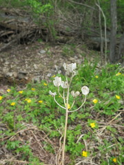 Lilium distichum