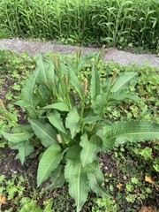 Bistorta officinalis