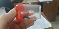 Vespula vulgaris