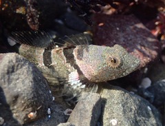 Smoothhead Sculpin photo 5