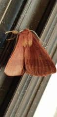 Anthela rubeola