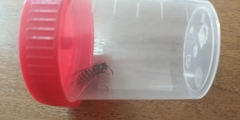 Vespula vulgaris